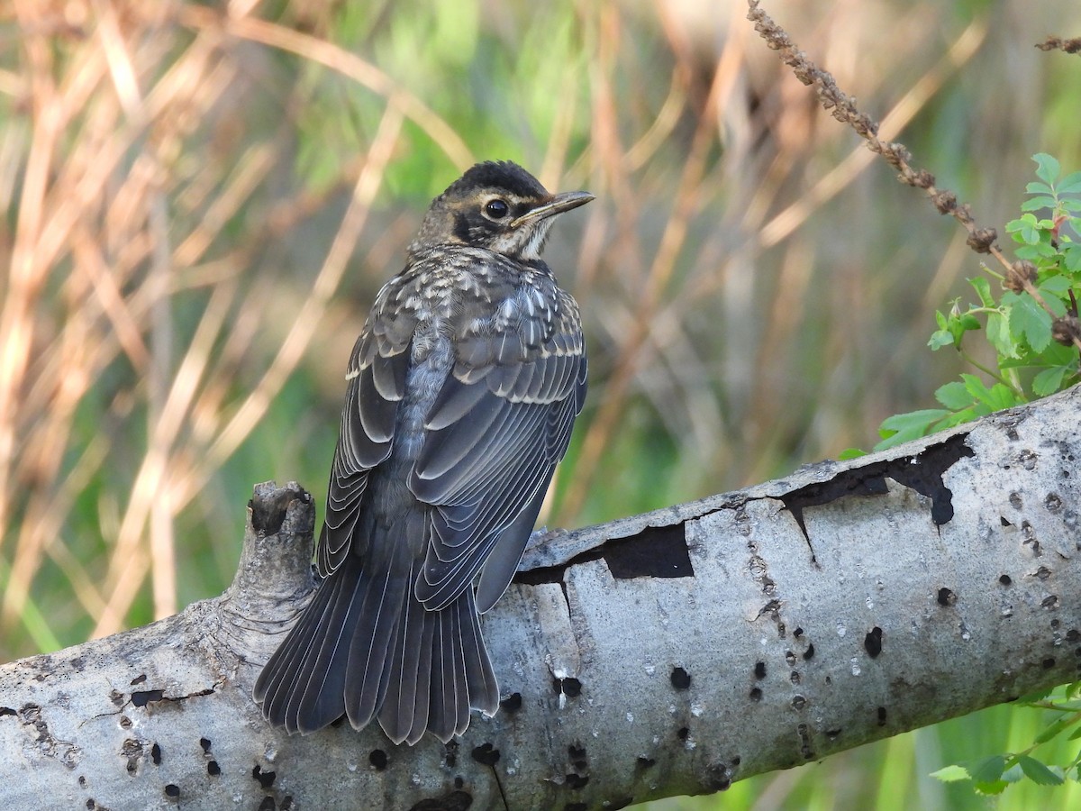 American Robin - Brittany Miller