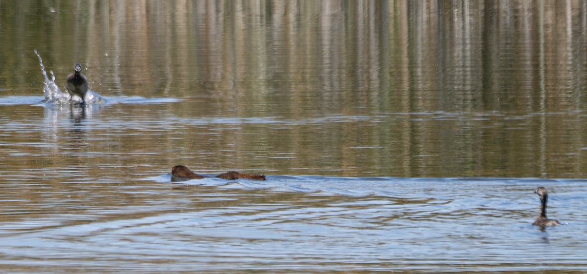 Pied-billed Grebe - Elizabeth Crouthamel