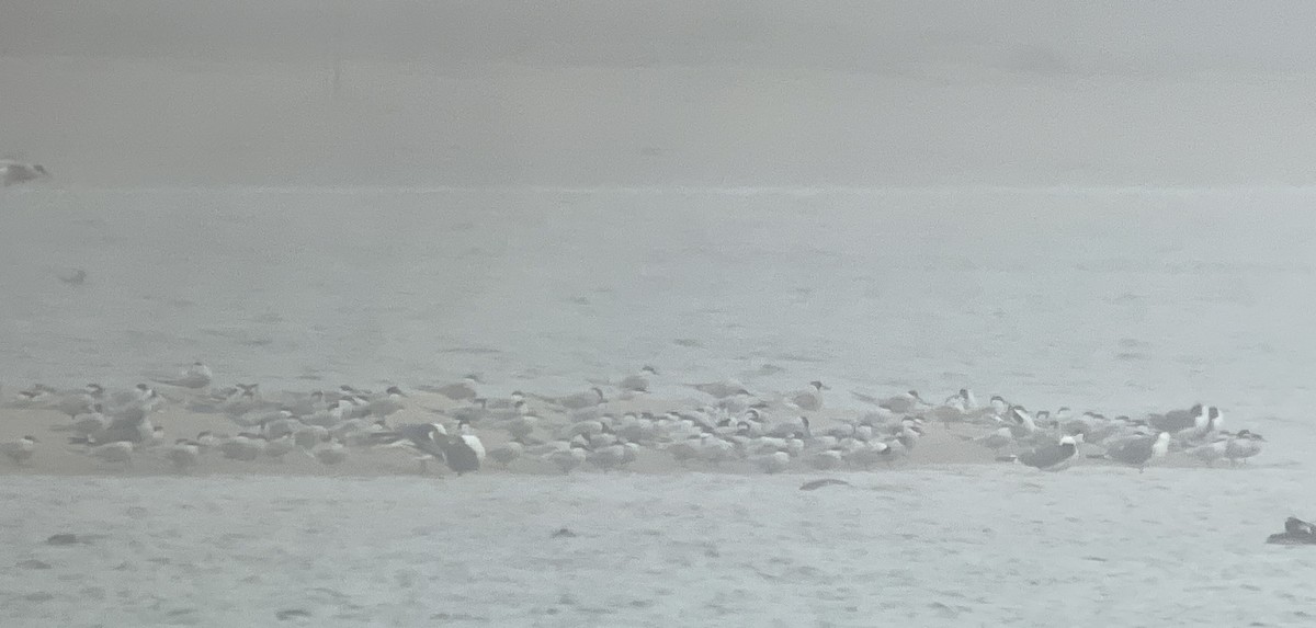 Common Tern - Ben Shamgochian