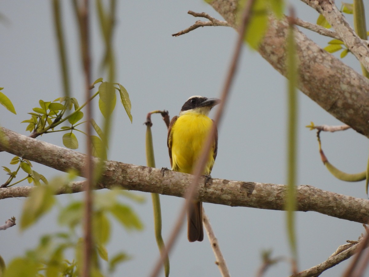 Boat-billed Flycatcher - Leandro Niebles Puello