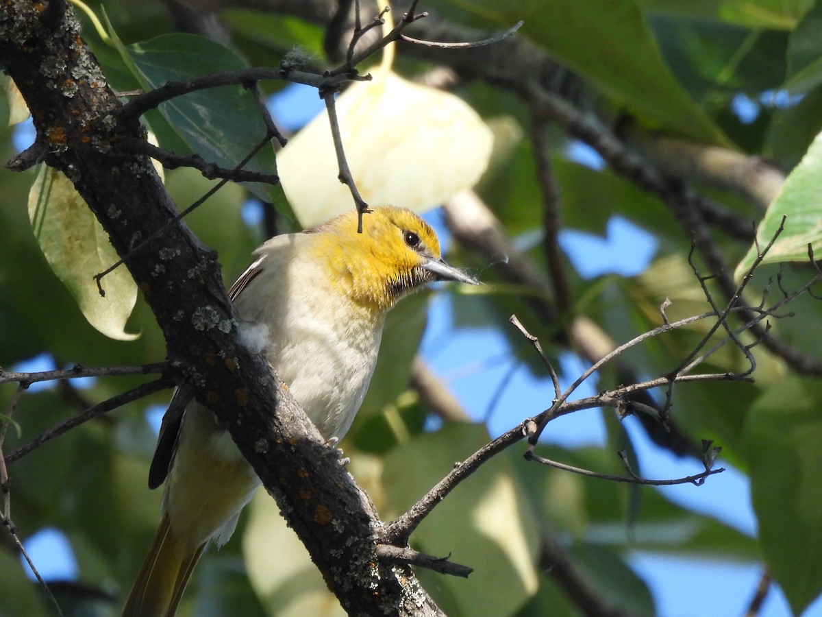 Bullock's Oriole - ML619590844