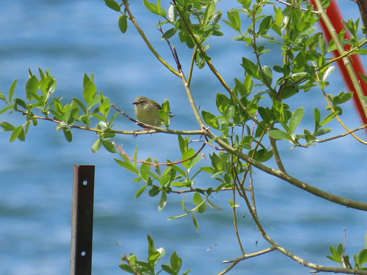 Tennessee Warbler - Alex Grant