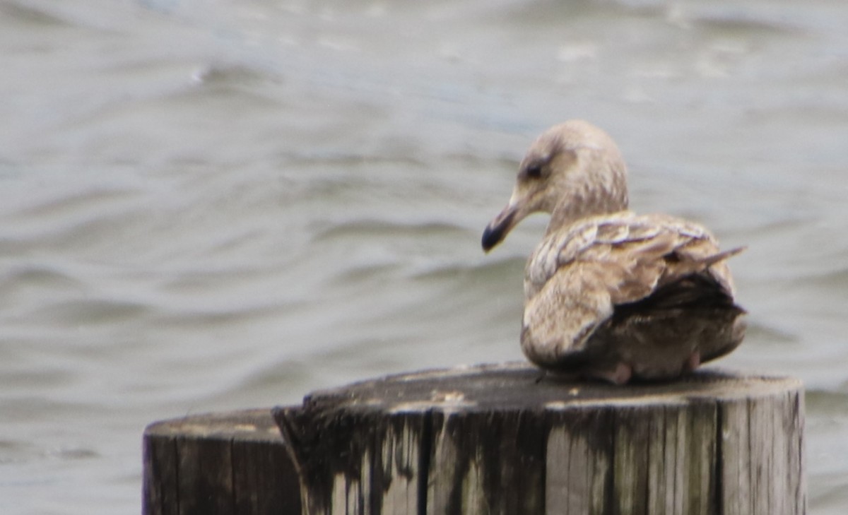 Herring Gull (American) - Betty Thomas