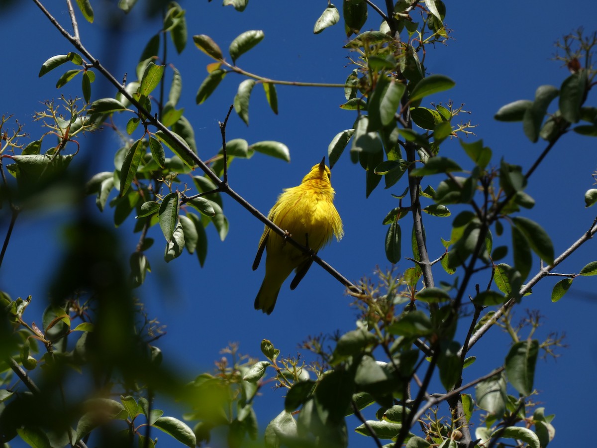 Yellow Warbler - John Swarens
