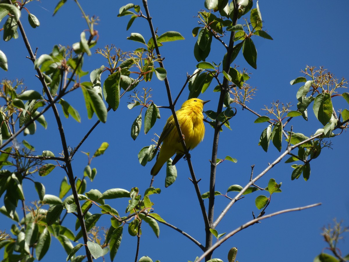 Yellow Warbler - John Swarens