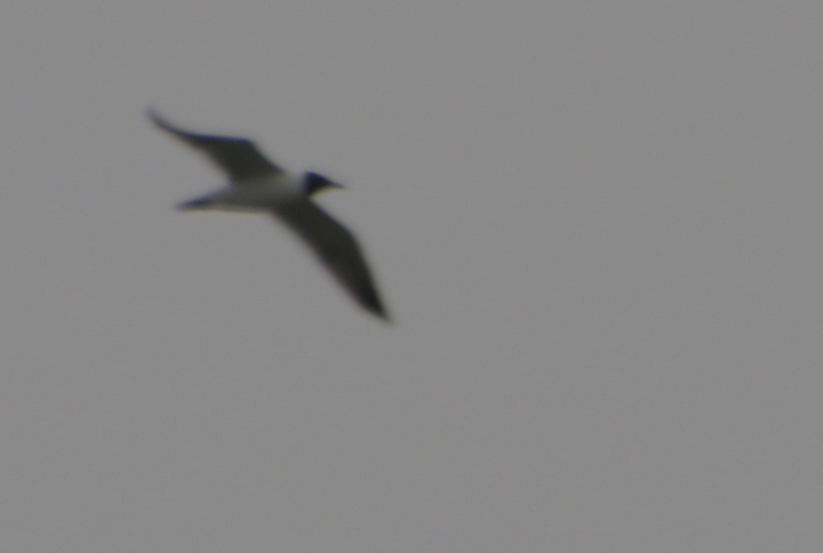 Laughing Gull - ML619590857