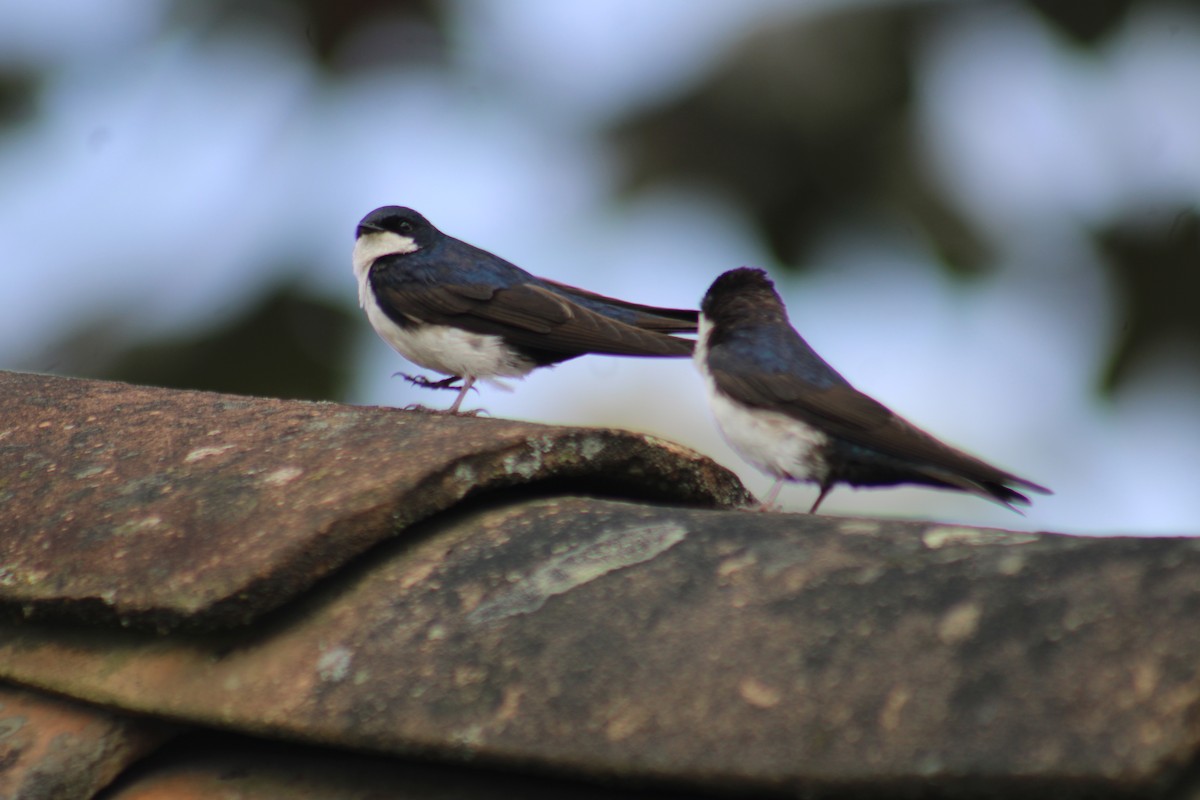 Blue-and-white Swallow - Juan Rafael Gomez Arbelaez