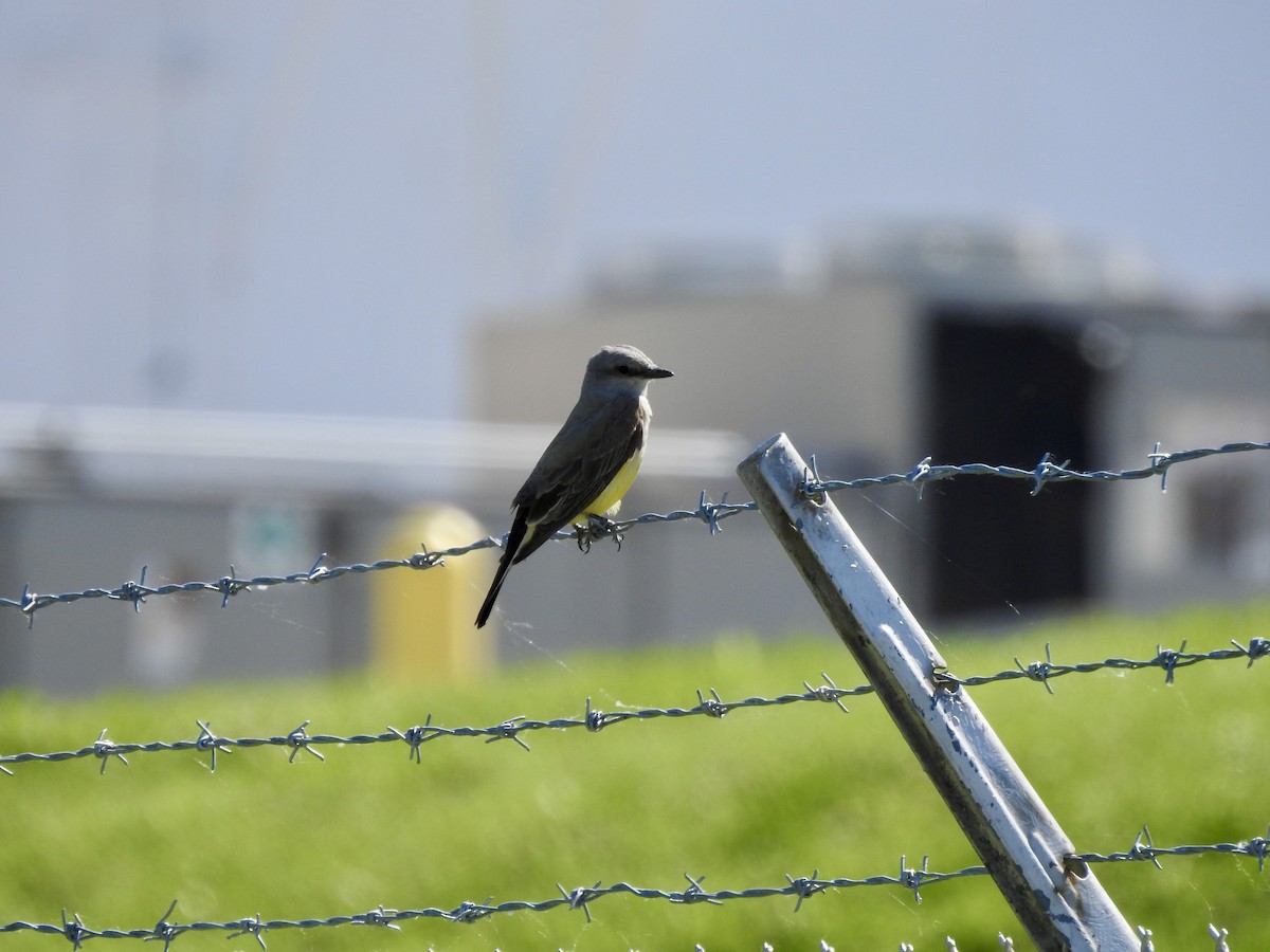 Western Kingbird - ML619590866