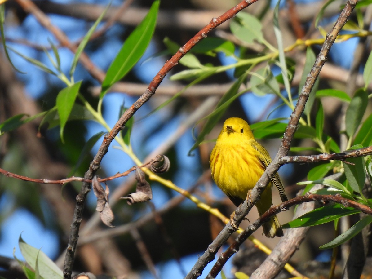 Yellow Warbler - Brittany Miller