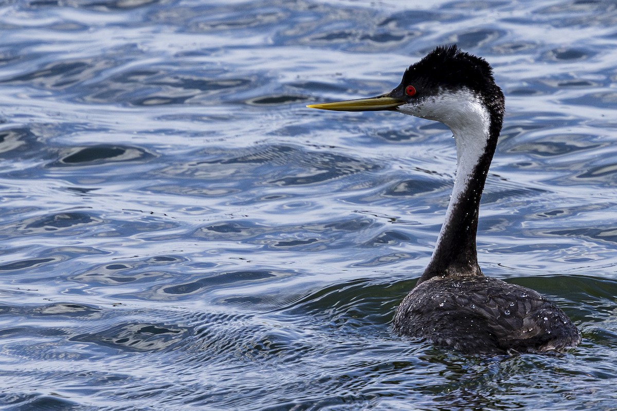 Western Grebe - Jef Blake