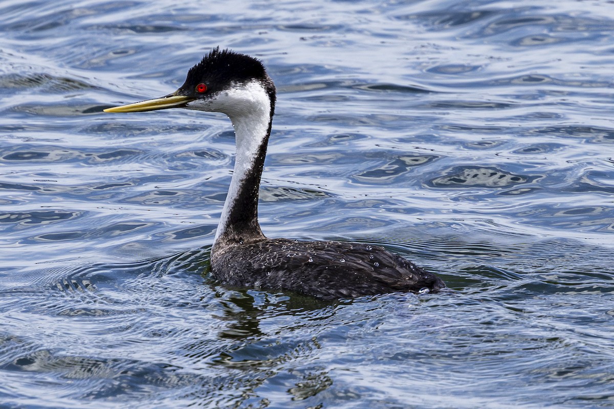 Western Grebe - Jef Blake