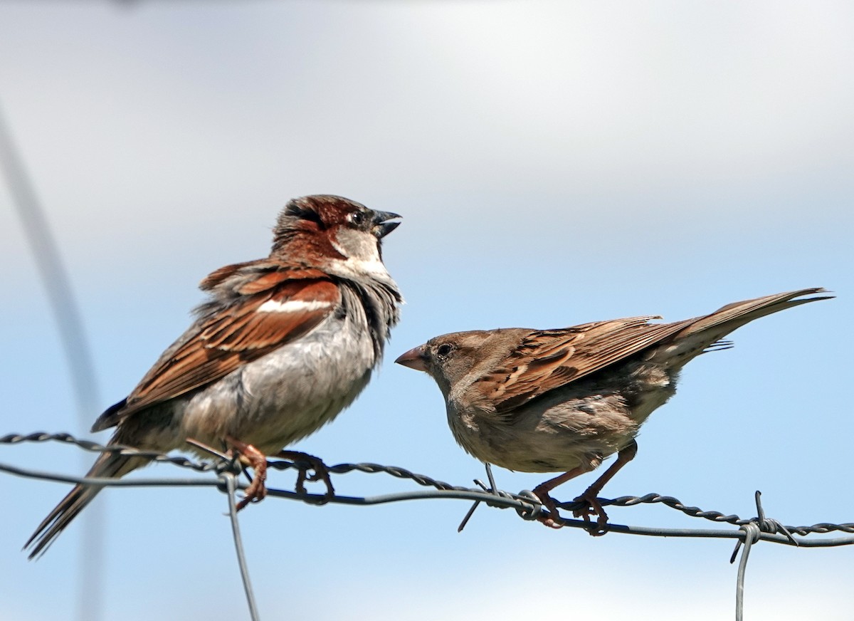 House Sparrow - Diane Drobka