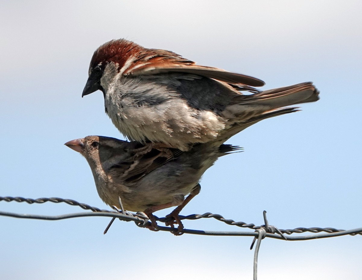 House Sparrow - Diane Drobka