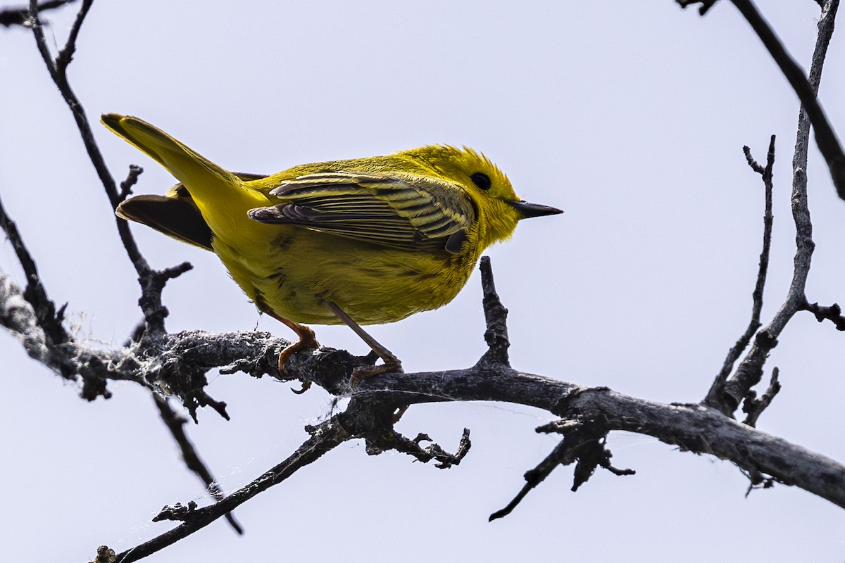 Yellow Warbler - Jef Blake