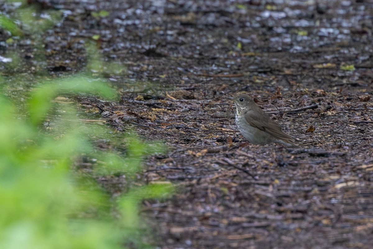 Gray-cheeked Thrush - Jacob Durrent