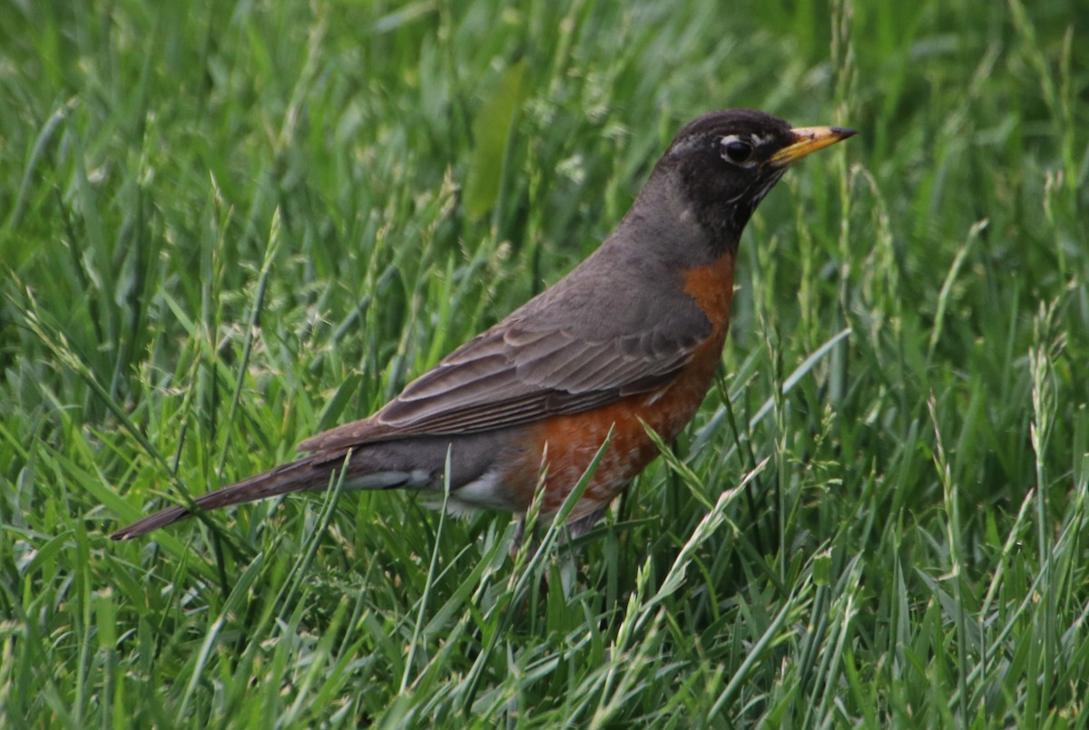 American Robin - Betty Thomas