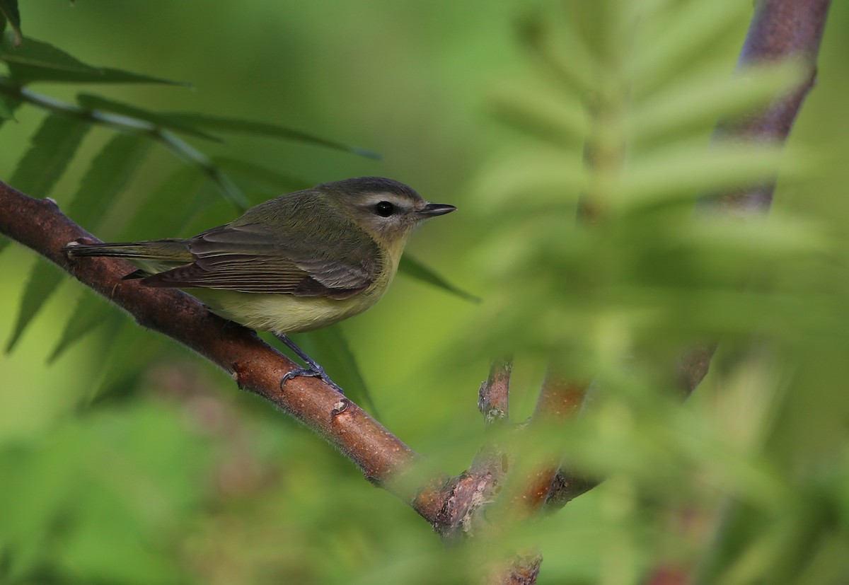 Philadelphia Vireo - Yves Dugré