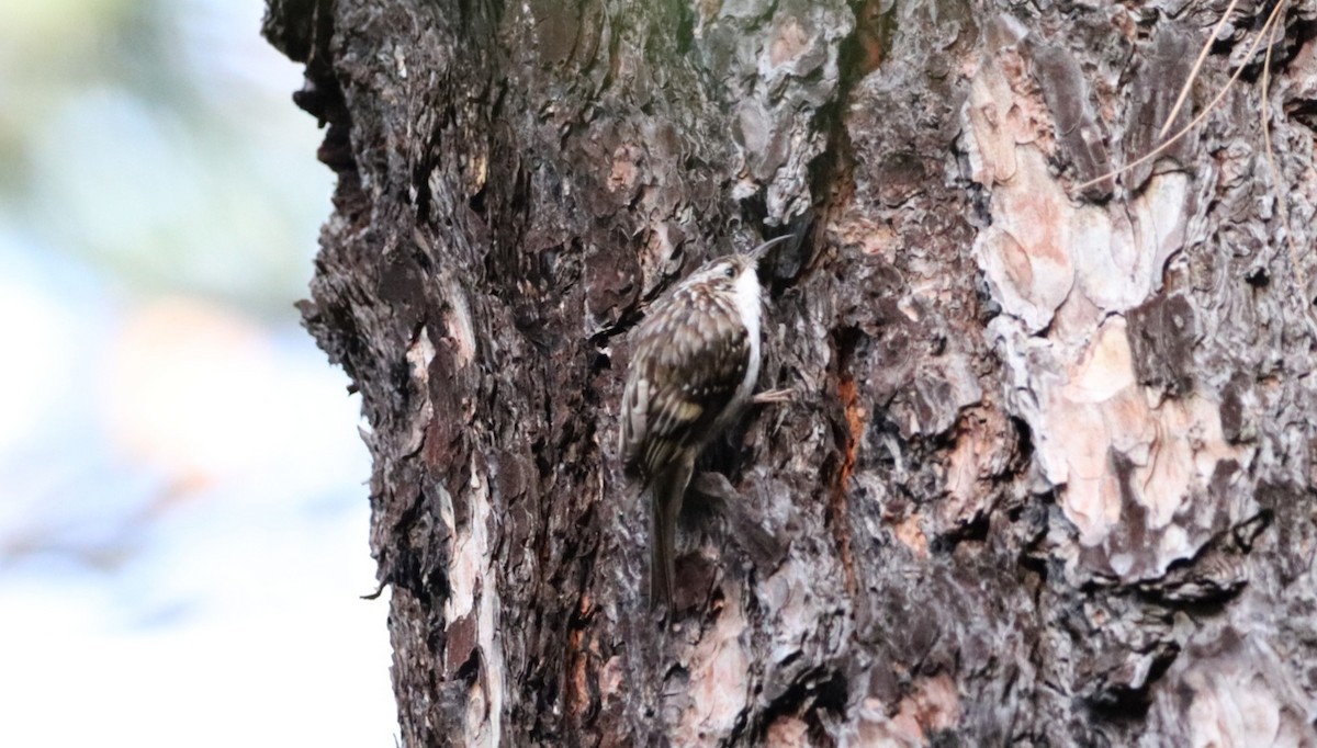 Brown Creeper - Daniel Bye