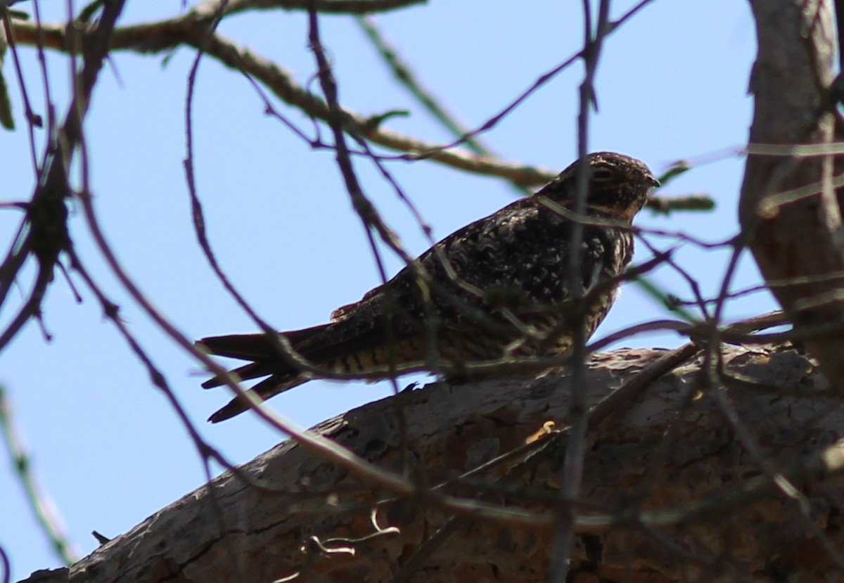 Common Nighthawk - Karen Lucas