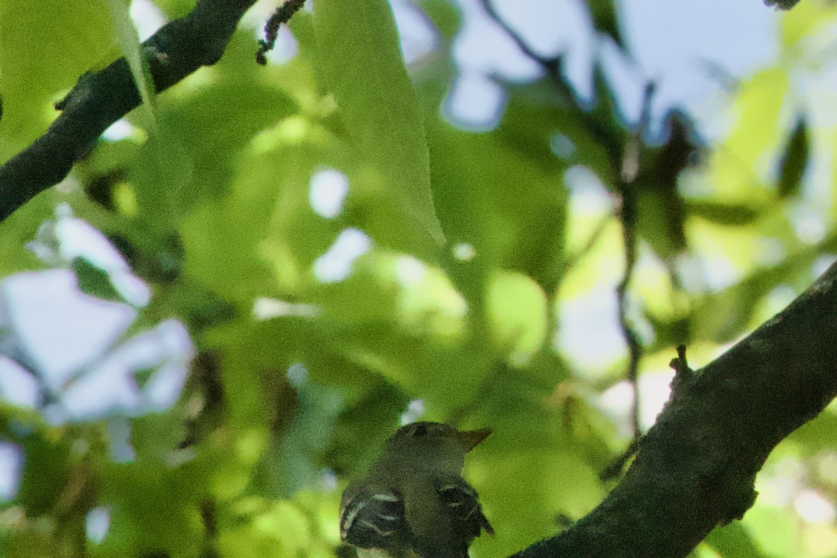 Alder Flycatcher - - KFR -