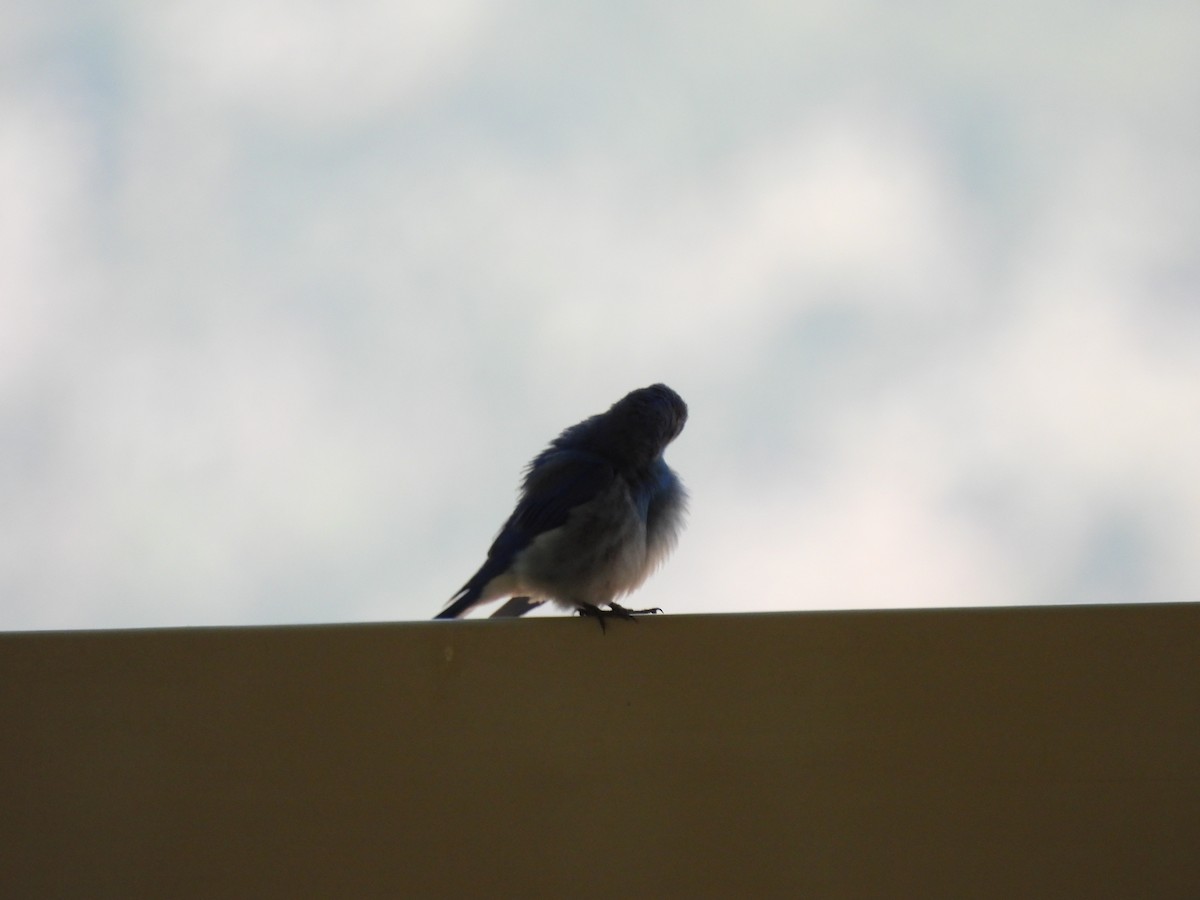 Mountain Bluebird - Bosco Greenhead