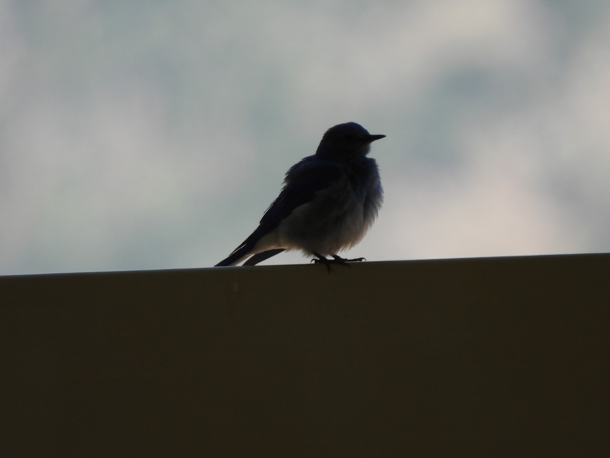 Mountain Bluebird - Bosco Greenhead