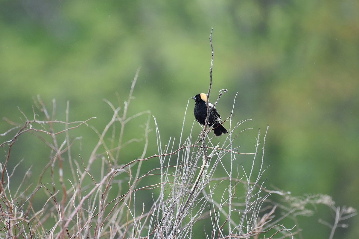 Bobolink - Shauna Rasband