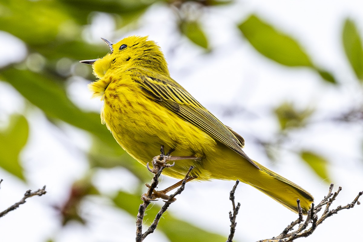 Yellow Warbler - Jef Blake