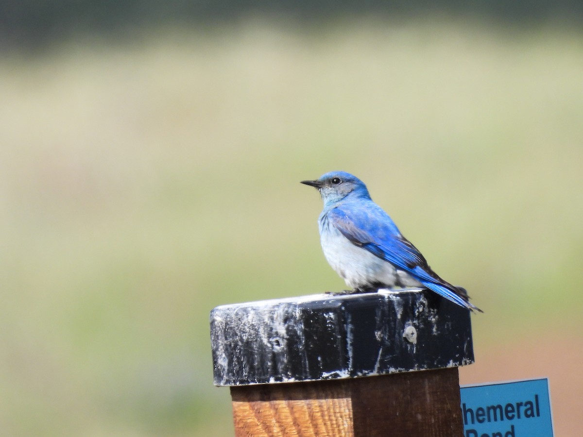 Mountain Bluebird - ML619590923