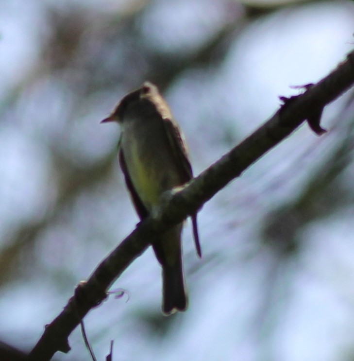 Willow Flycatcher - Karen Lucas