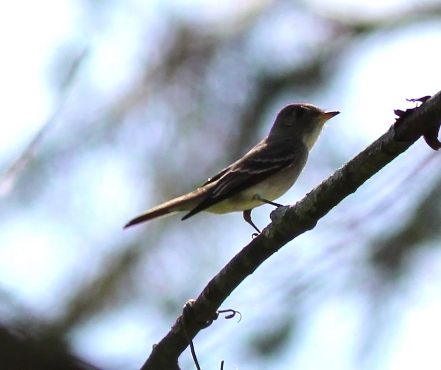 Willow Flycatcher - Karen Lucas