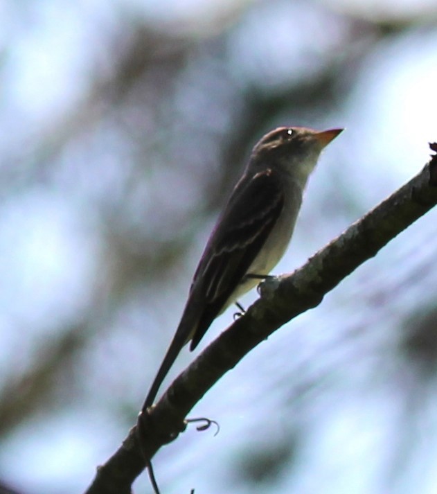 Willow Flycatcher - Karen Lucas