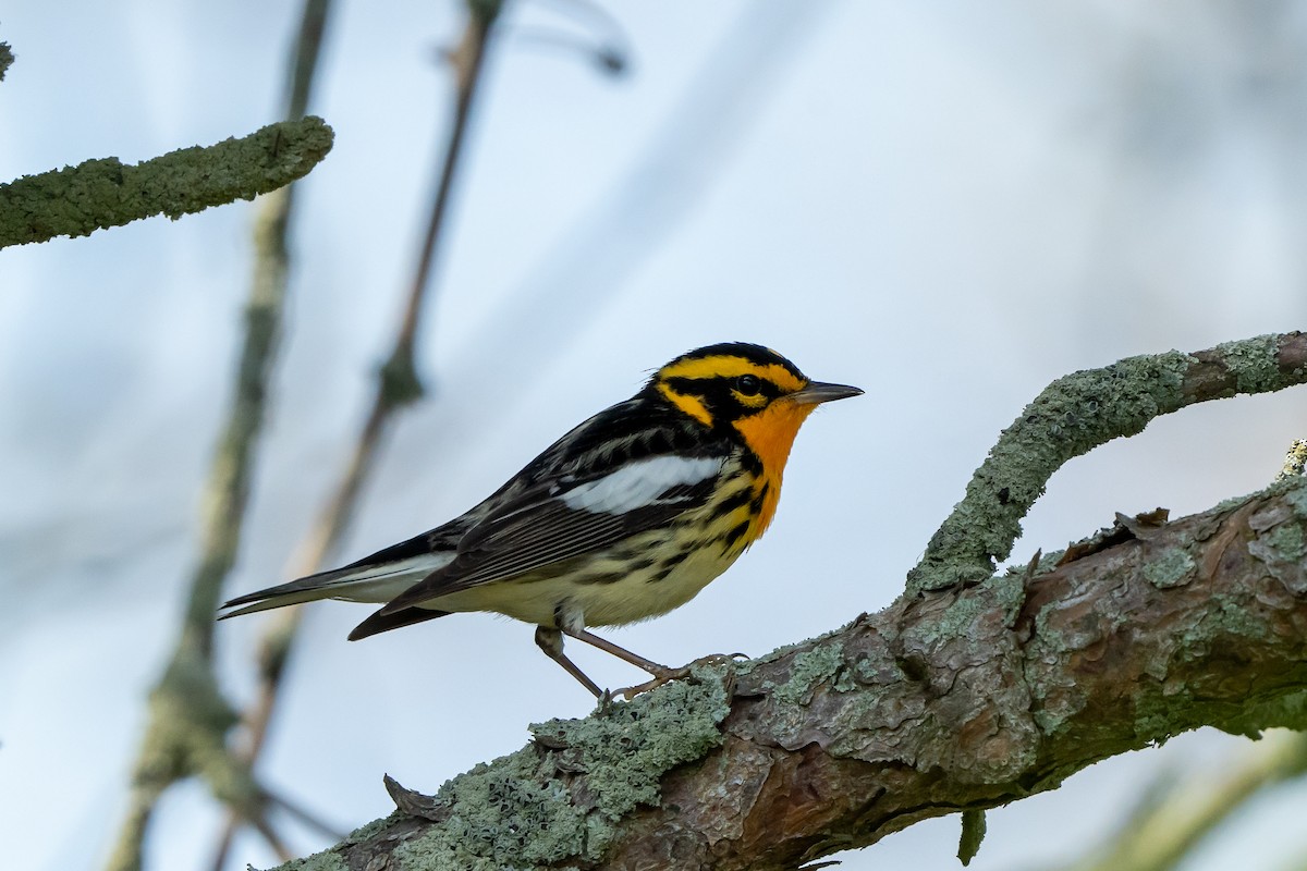 Blackburnian Warbler - Brendan Montie