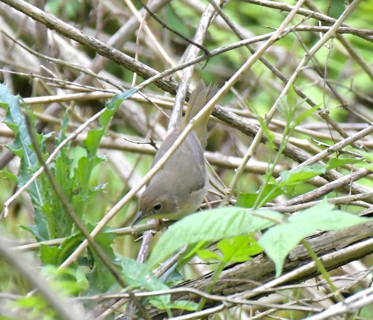 Nashville Warbler - Asher Whitney