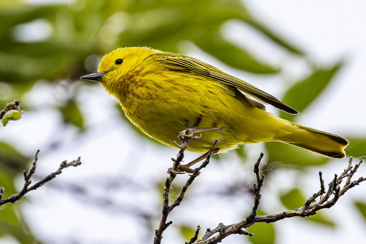 Yellow Warbler - Jef Blake