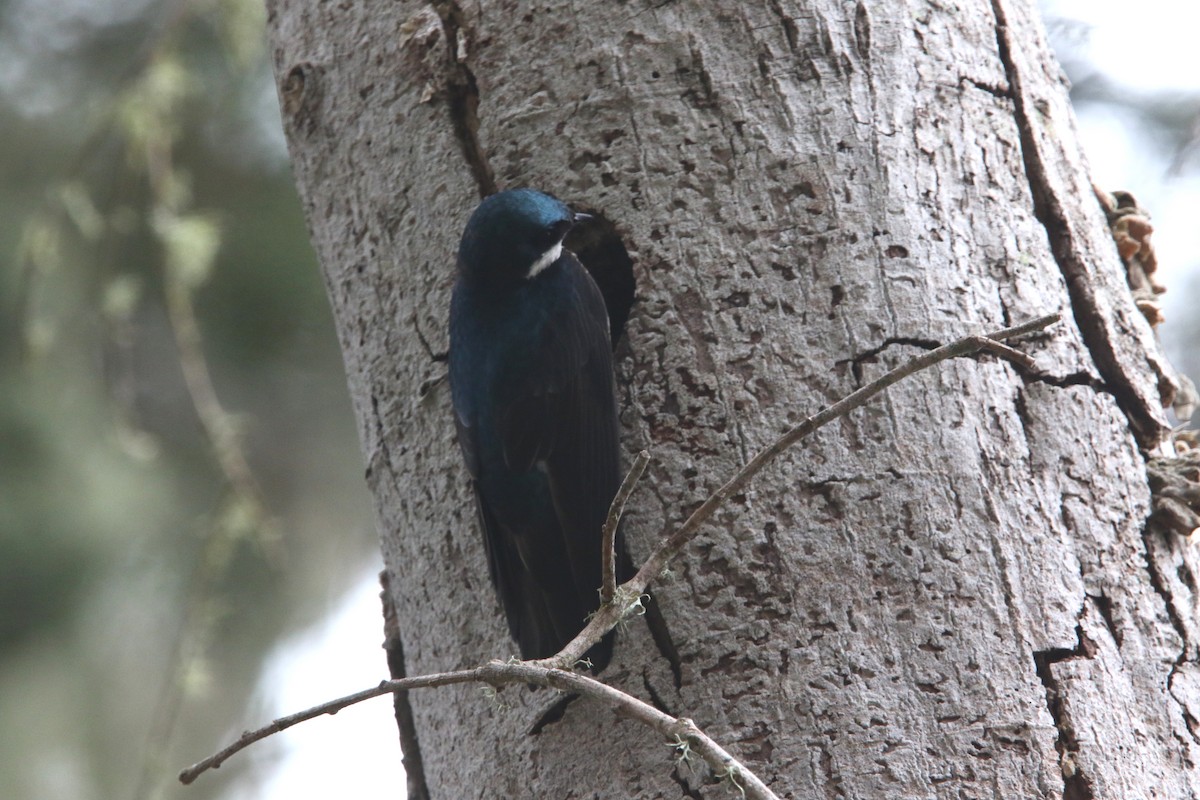 Tree Swallow - Robbie & Bob Revel