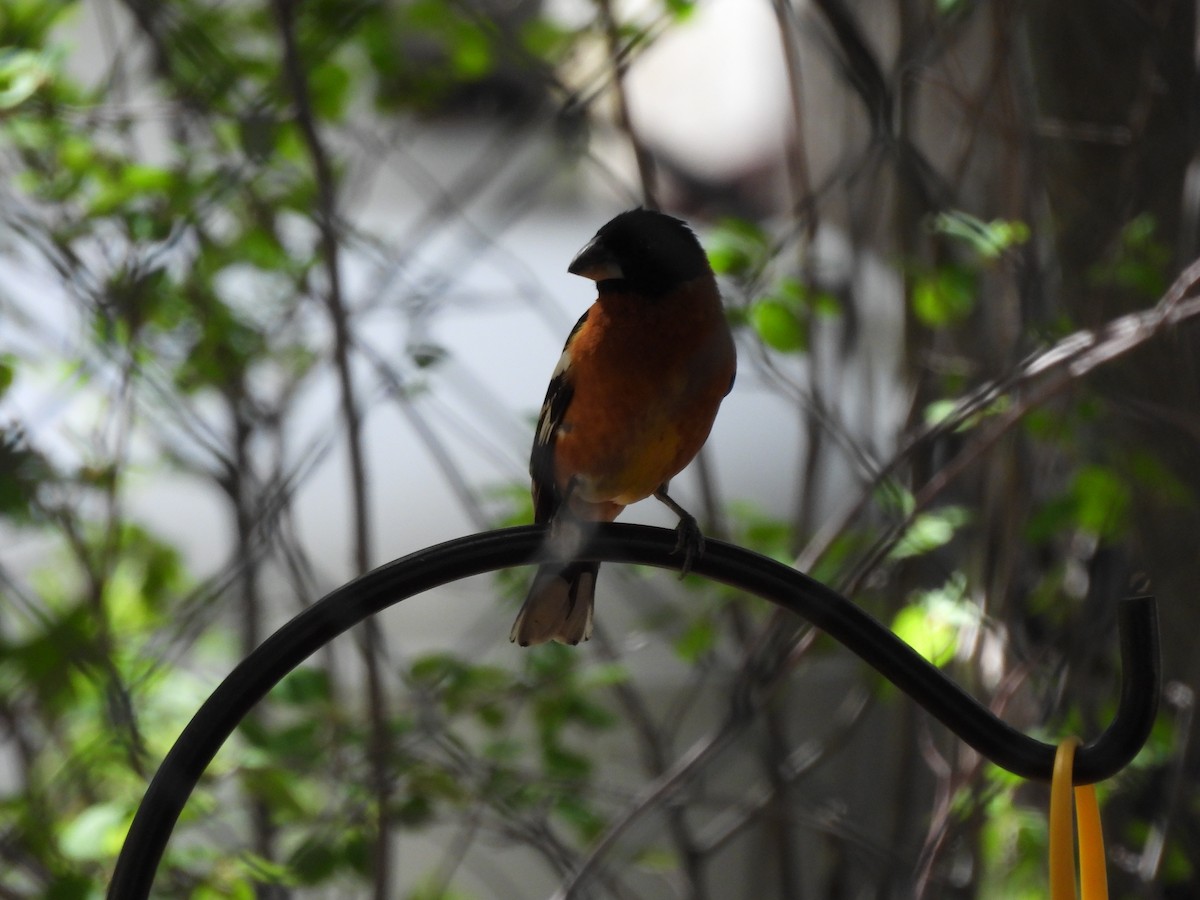 Black-headed Grosbeak - Bosco Greenhead