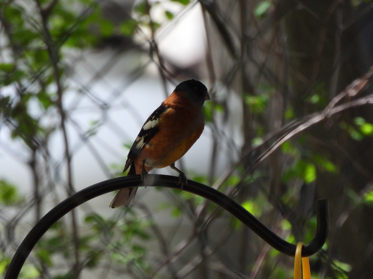 Black-headed Grosbeak - Bosco Greenhead