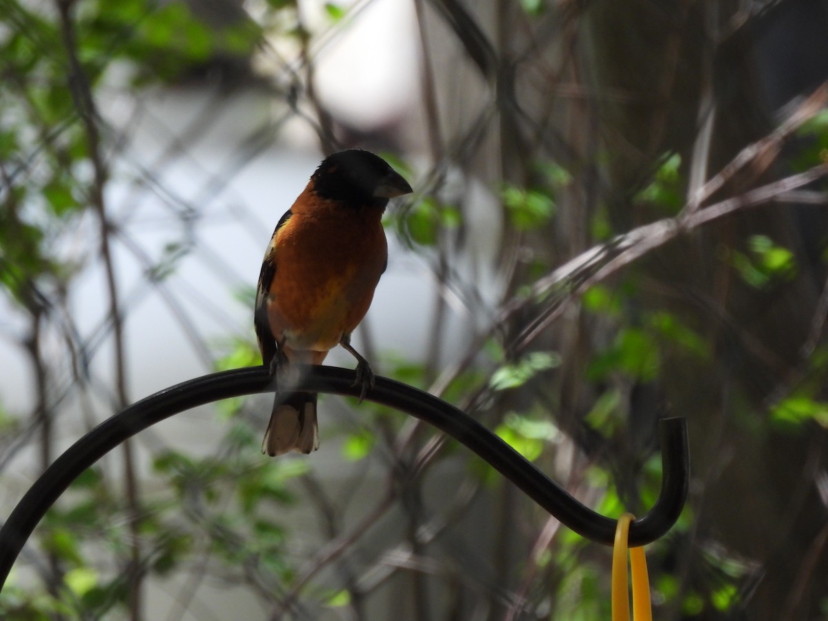 Black-headed Grosbeak - Bosco Greenhead