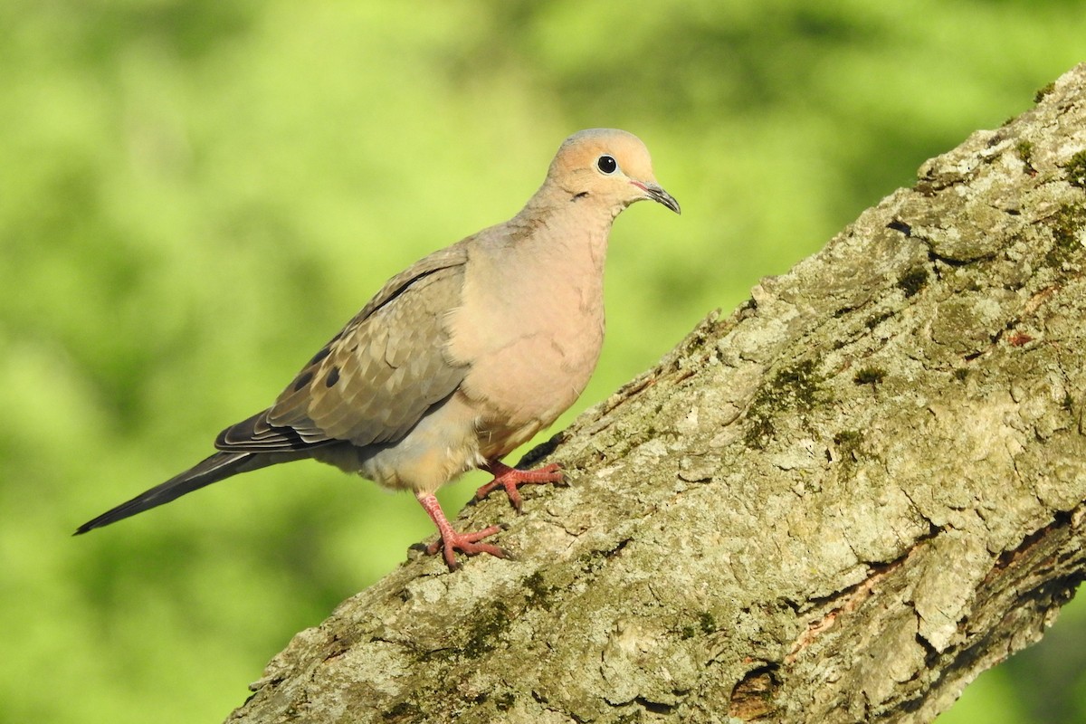 Mourning Dove - Nancy Burns