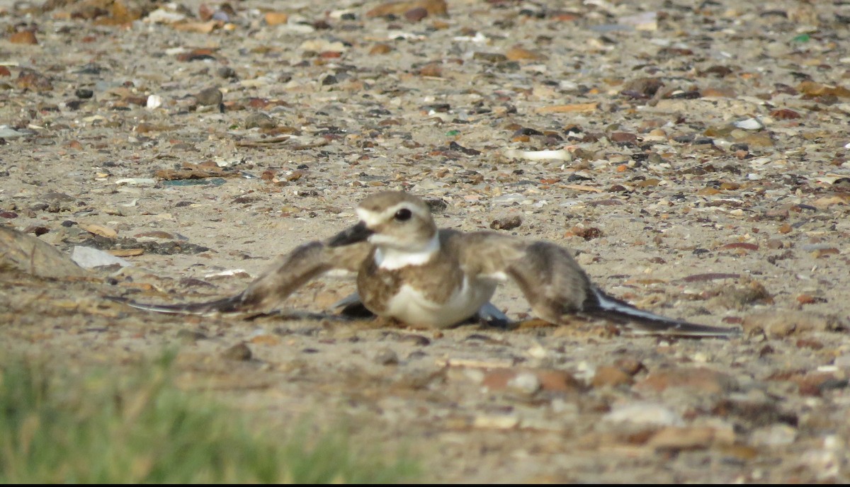 Wilson's Plover - David Kent