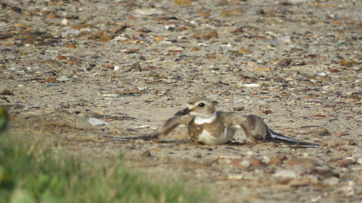Wilson's Plover - ML619590955