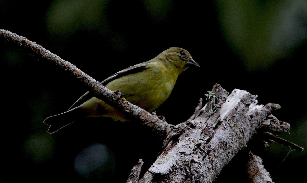 Lesser Goldfinch - Robbie & Bob Revel