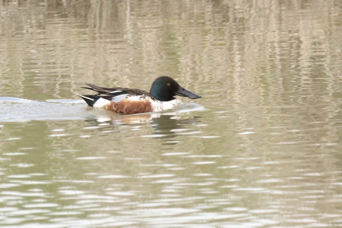 Northern Shoveler - Karen Barlow