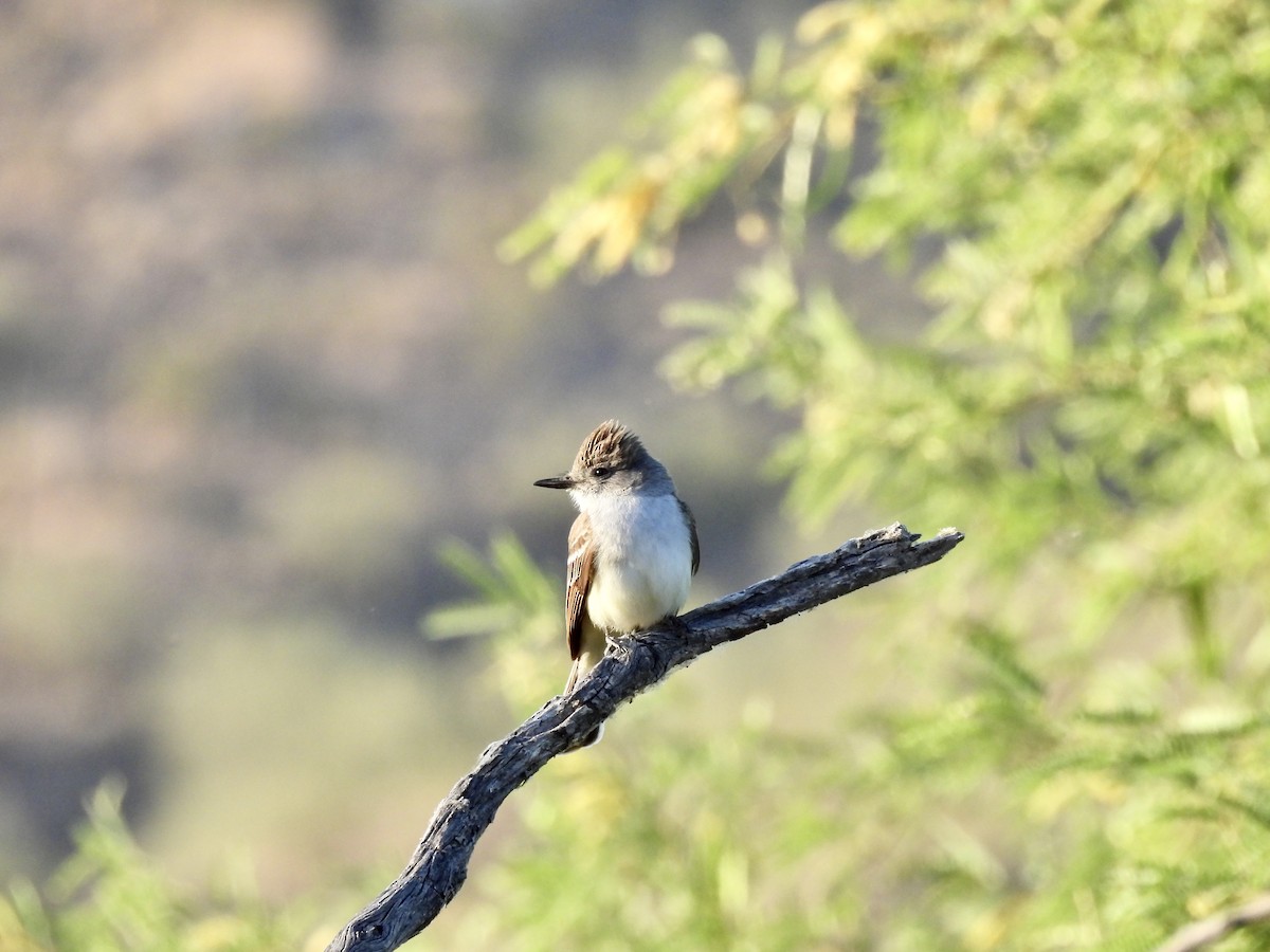 Ash-throated Flycatcher - Amy Lewis