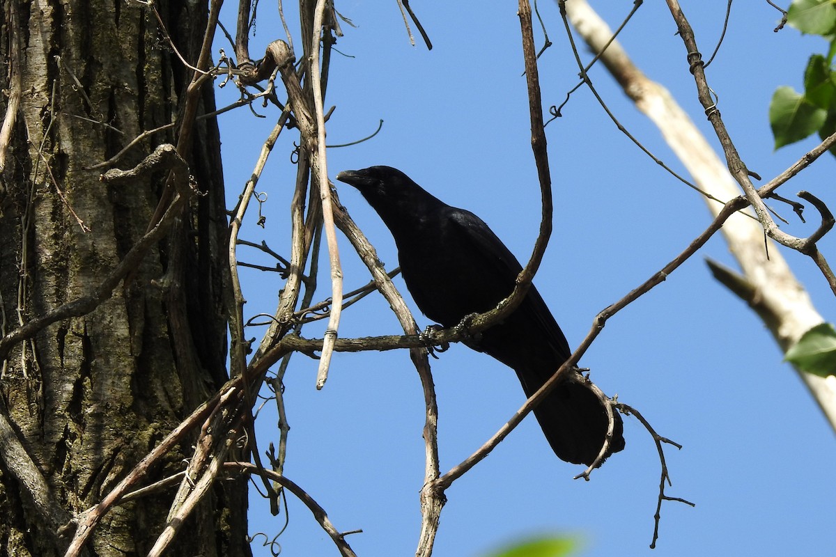 Fish Crow - Nancy Burns