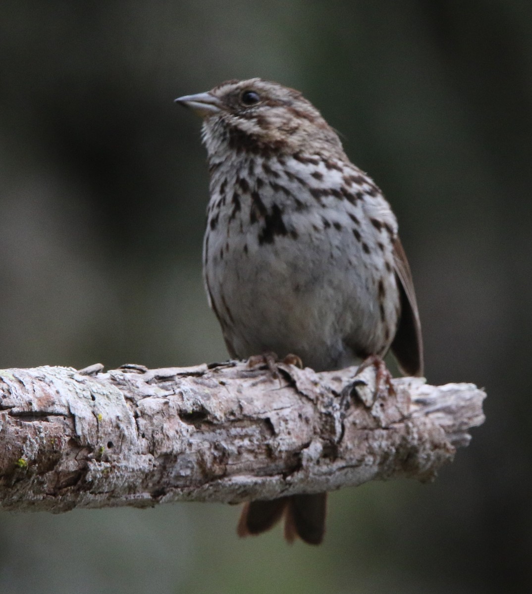 Song Sparrow - Robbie & Bob Revel