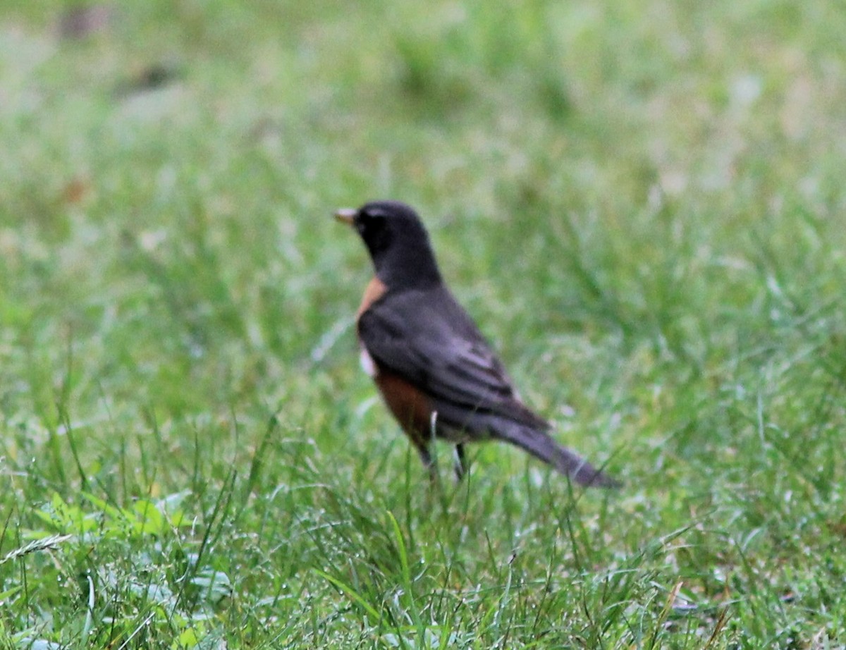 American Robin - Karen Lucas