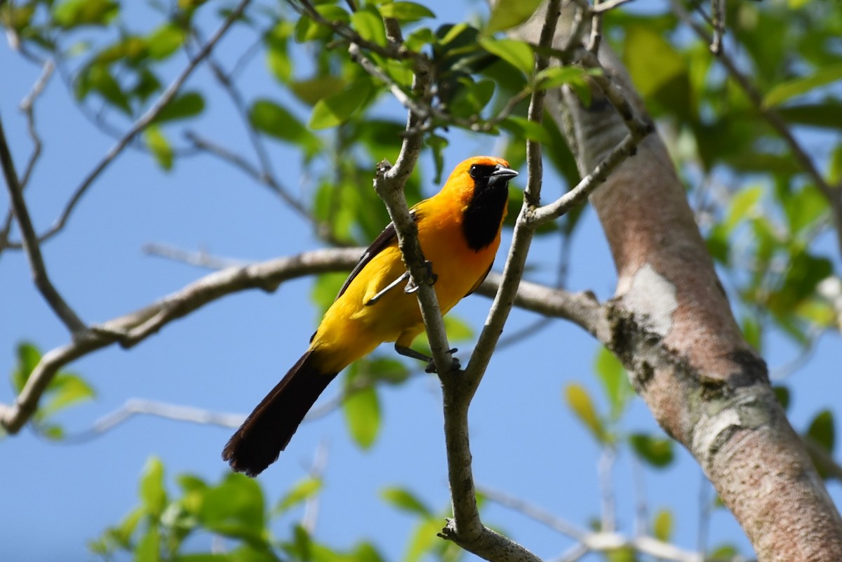 Orange Oriole - Bruce Mast