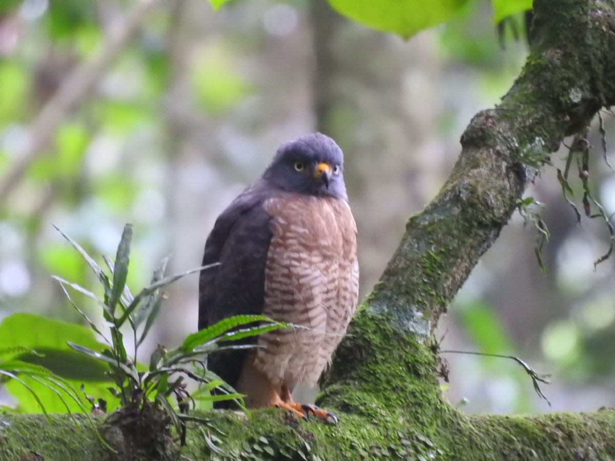 Roadside Hawk - ML619590973